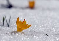 Kar iekleri - Fotoraf: Ertan Ertem fotoraflar fotoraf galerisi. 