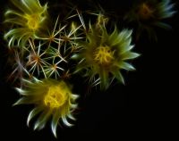 Wild Yellow Magical Flowers - Fotoraf: Atlm Glen fotoraflar fotoraf galerisi. 
