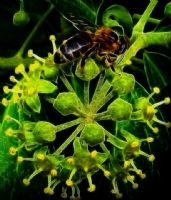 Fractal Tiny Lost Bee - Fotoraf: Atlm Glen fotoraflar fotoraf galerisi. 
