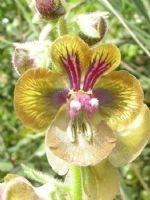 Verbascum Bugulifolium - Fotoraf: brahim Szen fotoraflar fotoraf galerisi. 
