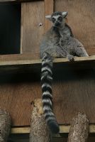 Halka Kuyruklu Lemur