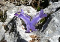 Iris Stenophylla Subsp.   Allisonii - Fotoraf: brahim Szen fotoraflar fotoraf galerisi. 