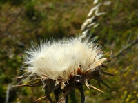Devedikeni