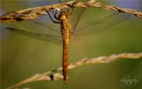 Dragonfly - Fotoraf: Hat Akademi fotoraflar fotoraf galerisi. 