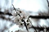 Beyaz Bahar - Fotoraf: Emre Aksoy fotoraflar fotoraf galerisi. 