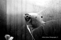 Chilgin Balik  Nemo - Fotoraf: Alkin Ozkan fotoraflar fotoraf galerisi. 