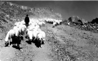 Koyunlar Ve Kuzular_2
