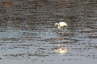 Flamingo - Fotoraf: Tumay Ozgur fotoraflar fotoraf galerisi. 