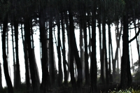 Ormanda Yamur