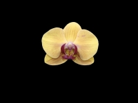 Orkide Tr