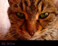 Angry Cat - Fotoraf: Bilge Trke fotoraflar fotoraf galerisi. 