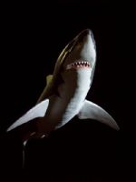 Shark And Darkness - Fotoraf: Atlm Glen fotoraflar fotoraf galerisi. 