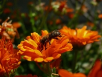 Ayn�sefa - Foto�raf: Hakk� U�kun foto�raflar� foto�raf galerisi. 