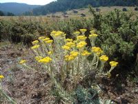 Yayla - Fotoraf: Selim Uukolu fotoraflar fotoraf galerisi. 