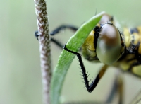 Dragonfly - Fotoraf: Hasan Fahri zkan fotoraflar fotoraf galerisi. 