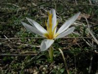 Crocus Fleischeri