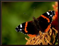 Vanessa Atalanta