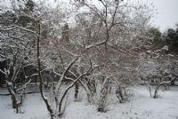 Kar iekleri - Fotoraf: Leman Mirzeyeva fotoraflar fotoraf galerisi. 