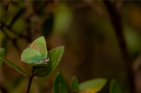 �i�ekler Ye�erirken Ya�ayaca��m�z...