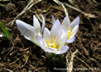 Crocus Minutus / Beydalar