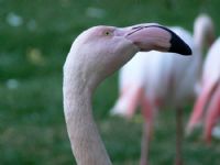 Flamingo - Fotoraf: Kemalettin Deirmenciolu fotoraflar fotoraf galerisi. 
