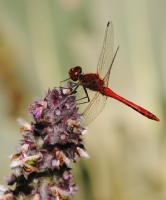 Red Dragonfly - Fotoraf: Hasan Fahri zkan fotoraflar fotoraf galerisi. 