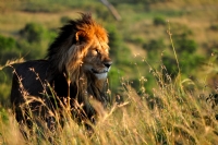 Simba Ya Masai - Fotoraf: Gokhan Kaynak fotoraflar fotoraf galerisi. 