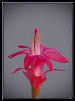 Szlumbergera