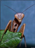 Sevimli Mantis