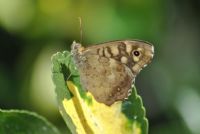 Kelebek Makro Denemem - Fotoraf: Deniz Ltolu fotoraflar fotoraf galerisi. 