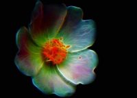 Dream Of Rainbow Flower - Fotoraf: Atlm Glen fotoraflar fotoraf galerisi. 