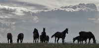 Thunder Horses - Fotoraf: Hseyin avdar fotoraflar fotoraf galerisi. 