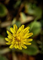 Taraxacum Officinale (kara Hindiba)