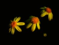 Yellow Wild Fractal Awakening - Fotoraf: Atlm Glen fotoraflar fotoraf galerisi. 