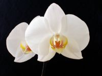 Orkide - Fotoraf: Ayegl Yldrm fotoraflar fotoraf galerisi. 
