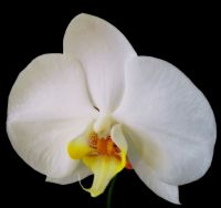 Orkide  2 - Fotoraf: Ayegl Yldrm fotoraflar fotoraf galerisi. 