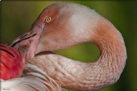 Flamingo - Fotoraf: Okan Akca fotoraflar fotoraf galerisi. 