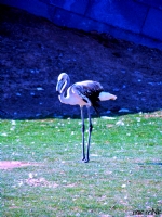 Flamingo - Fotoraf: Yusuf Yce fotoraflar fotoraf galerisi. 