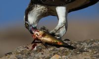 Balk Kartal / Osprey