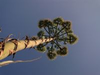 Agave Americana