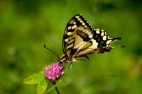 Papilionidae (lepidoptera) - Fotoraf: Devrim Baymak fotoraflar fotoraf galerisi. 