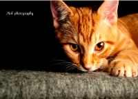 Benim Kedim =) - Fotoraf: Recep Balc fotoraflar fotoraf galerisi. 
