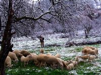 Karda Koyunlar L