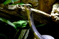 Snake - Fotoraf: Hasan Kse fotoraflar fotoraf galerisi. 