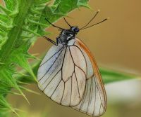 Butterfly2 - Fotoraf: Seref Cangr fotoraflar fotoraf galerisi. 