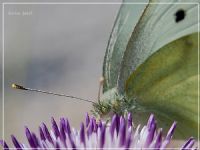 Beyaz Melek - Fotoraf: Kerim Tezel fotoraflar fotoraf galerisi. 