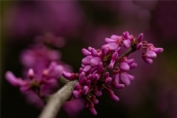 Dolup Ta�an Dallar�yla Bereket