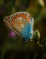 Kelebek (�ok G�zl� Mavi)