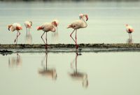 Uygun Adm Flamingo