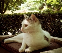Kedi - Foto�raf: Musa Cem foto�raflar� foto�raf galerisi. 